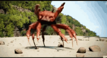 crab-rave.gif